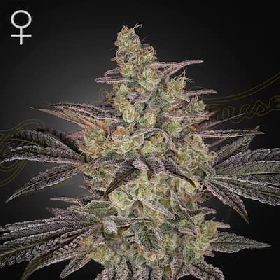 Frosted Guava Auto > Greenhouse Seeds